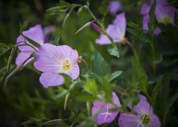 Golden Star Relax - Adults Only 16 4*